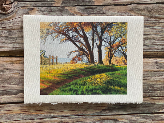 "Gold Country" 5"x7" Greeting Card